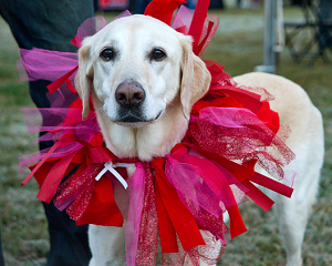 “Pooches on Parade” at Heart Walk